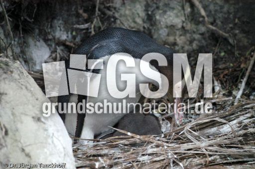 Gelbaugenpinguin (12 von 23).jpg